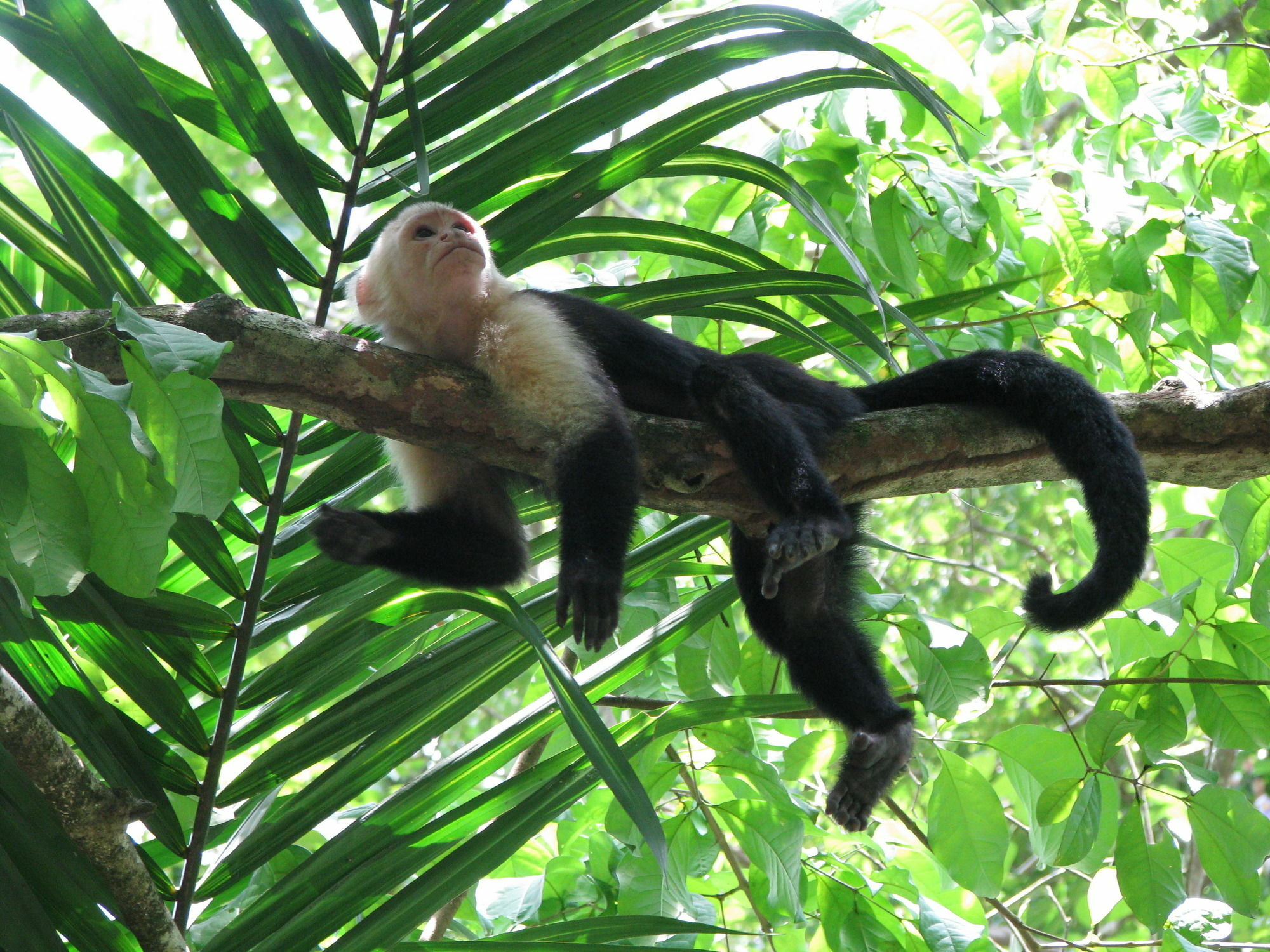 Lirio Lodge Barra de Pacuare Экстерьер фото
